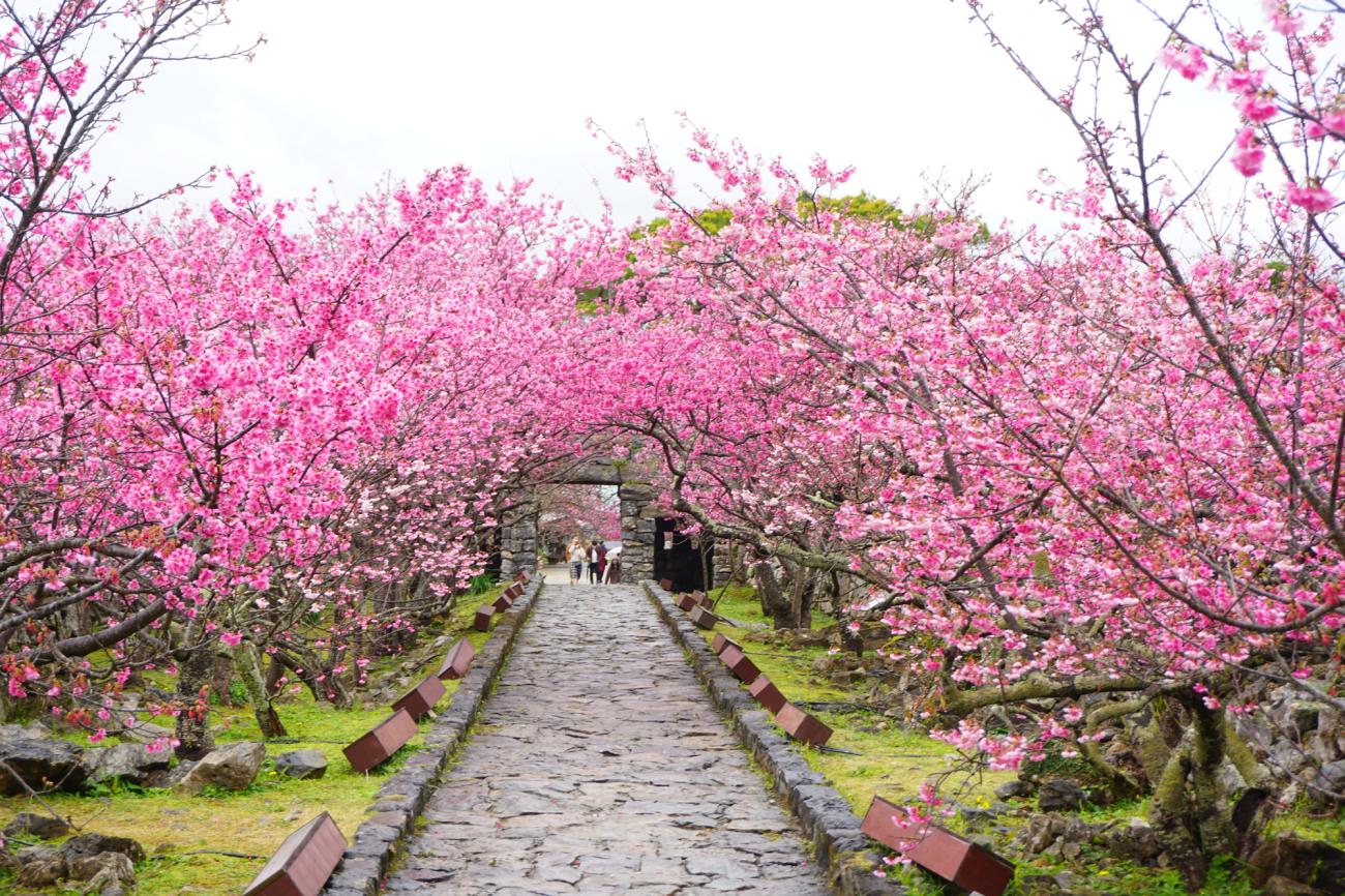 Blossoms in Bloom: Embracing Okinawa’s Cherry Blossom Season